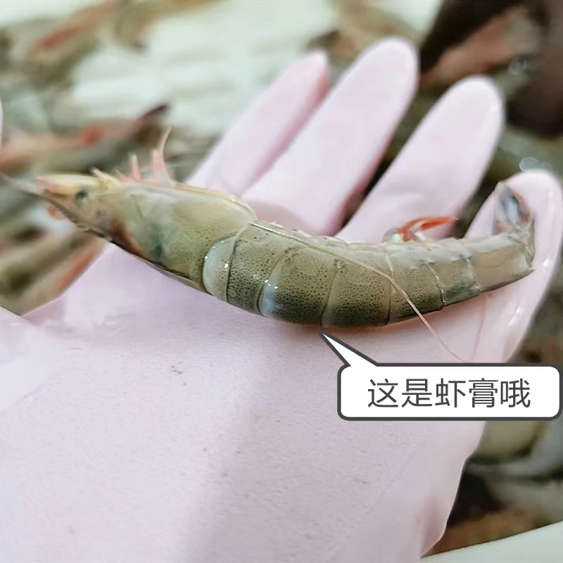 大滑皮虾3斤/每斤约70个左右/东海海鲜生鲜水产剑虾鹰爪虾硬冲虾
