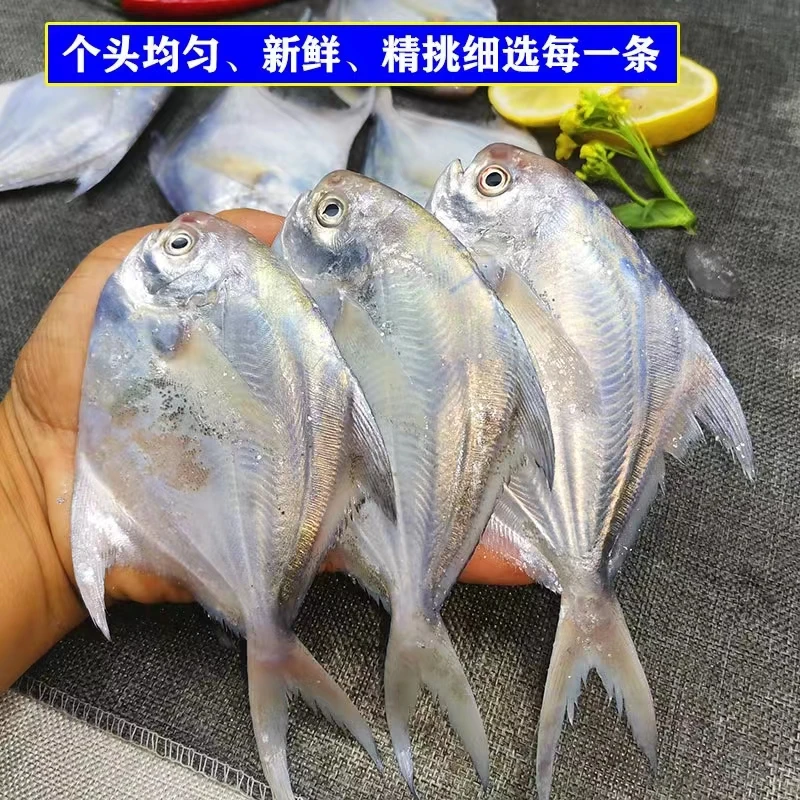 鲳鱼4斤/每斤5条左右/东海野生海捕产顺丰包邮