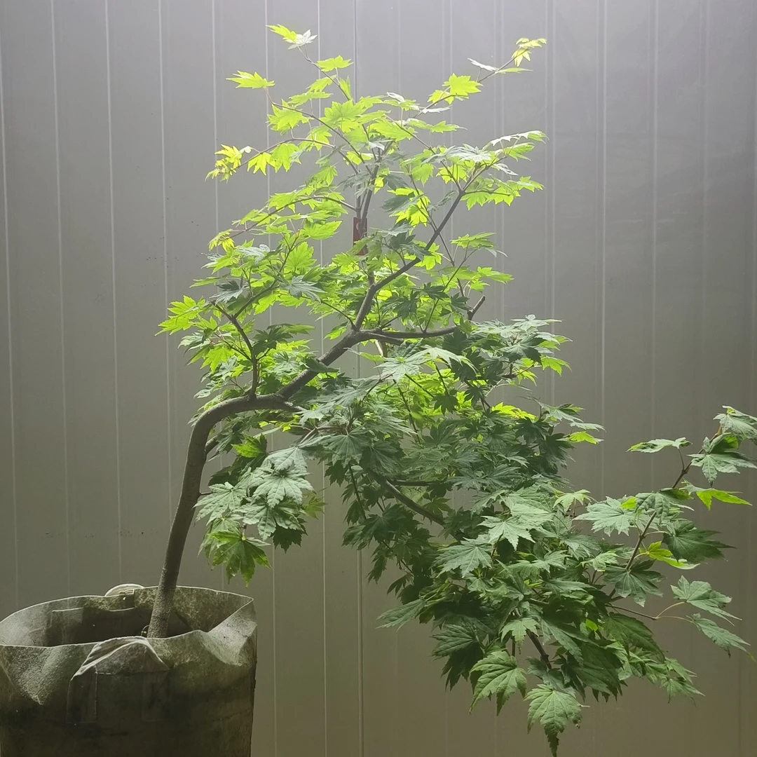 绿农人家枫类之羽毛枫木本植物盆栽