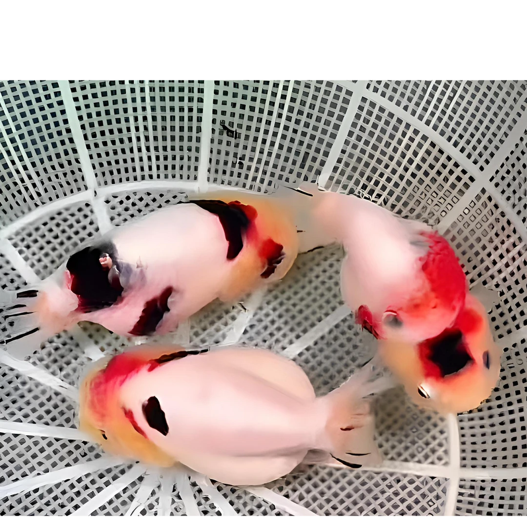 曼曼潘氏兰寿红白麒麟奶牛原泰将军观赏鱼