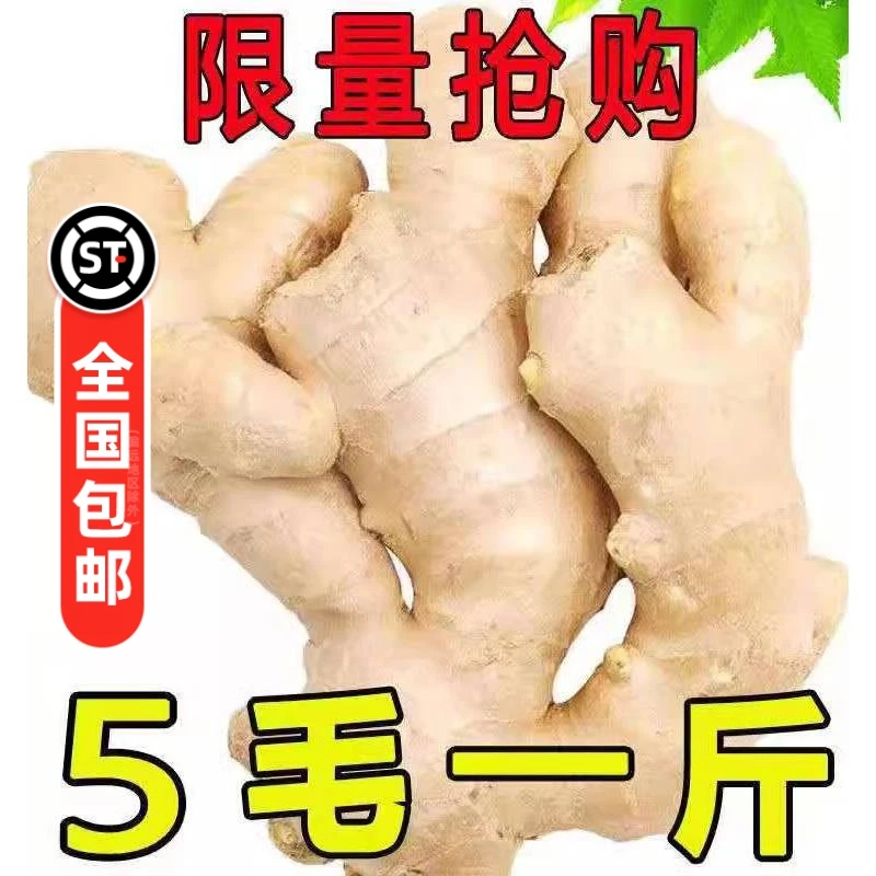 山东新鲜大姜生姜大姜块精品现挖姜食用大块新姜月子姜产地直发