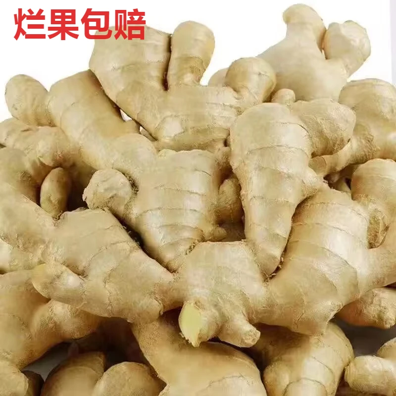 山东大姜鲜生姜新鲜老姜水洗山东老姜生姜品质农家现挖沙姜优质