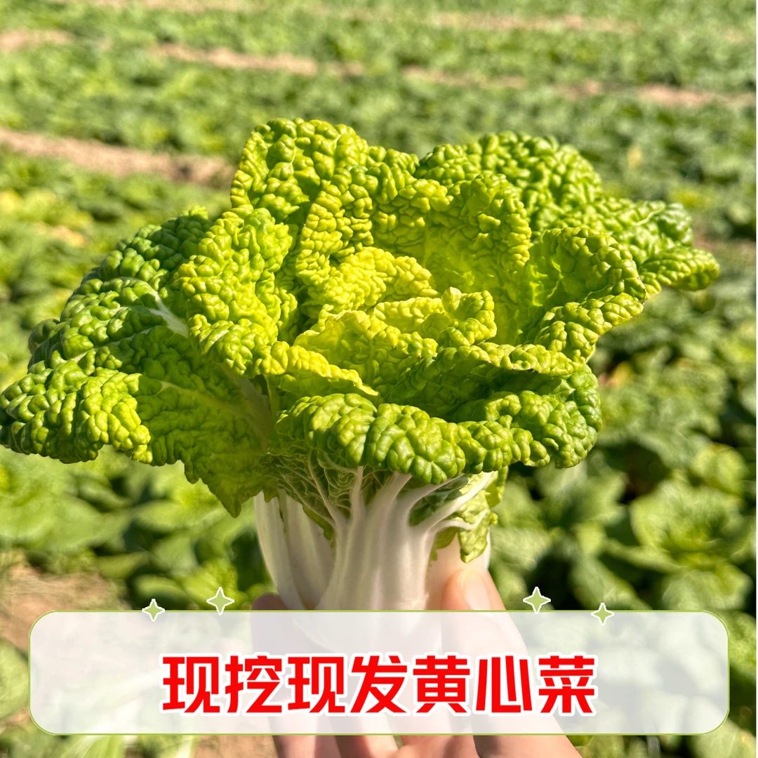2024河南露天黄心菜现挖现发霜打乌塌菜火锅菜农家蔬菜青菜白菜