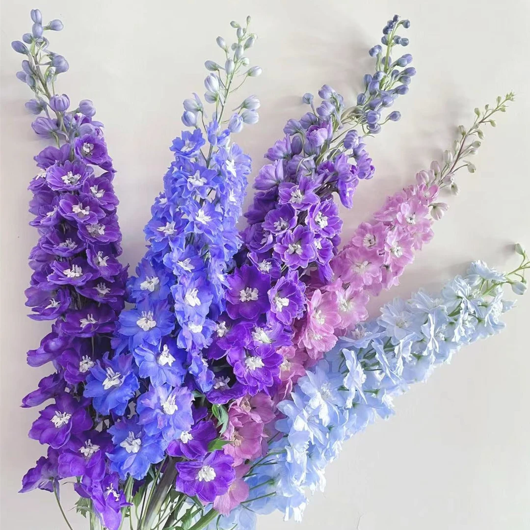 鲜花大飞燕基地直发家用客厅摆放鲜花