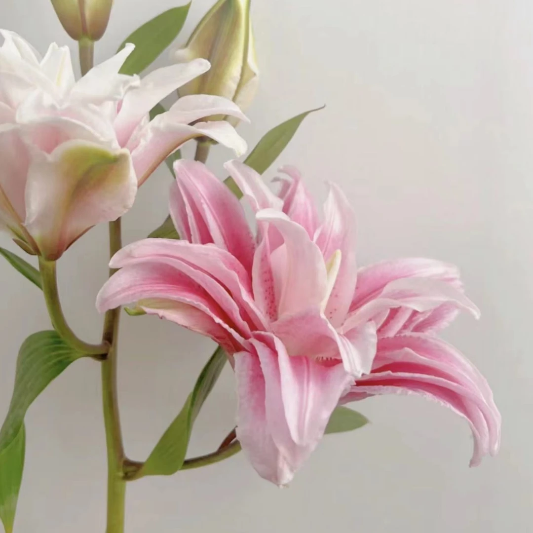 重瓣香水百合水蜜桃莲花伊莎贝拉