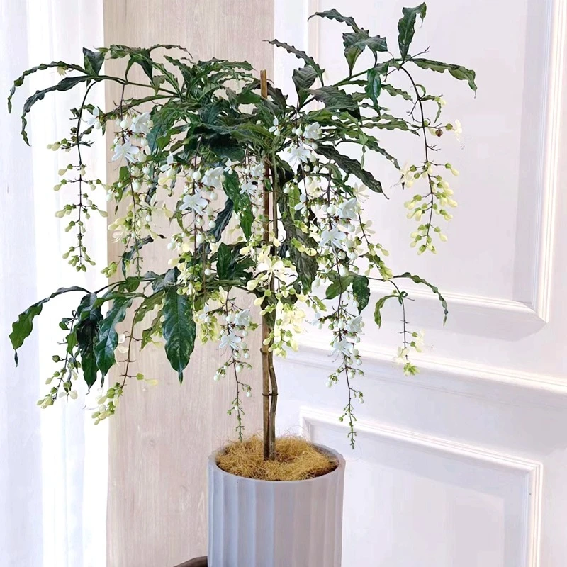 【泰国垂丝茉莉】花盆栽花苗四季开花白蝴蝶花卉绿植室内垂吊植物
