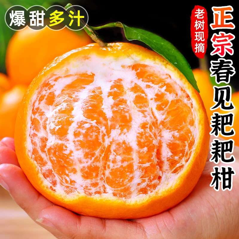 【香甜多汁】正宗四川春见耙耙柑2-8斤丑橘柑桔子蜜桔新鲜应季水果