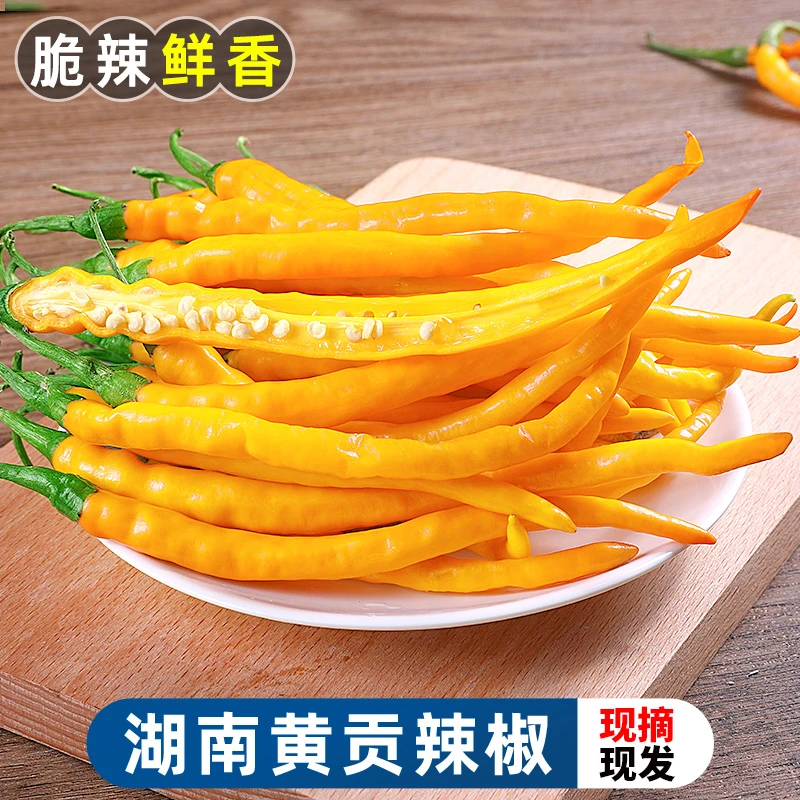 【脆辣鲜香】湖南黄贡椒1-5斤应季蔬菜长辣子米椒黄辣椒皱皮辣椒
