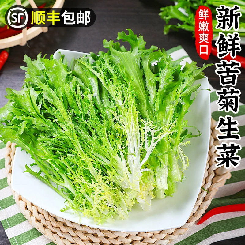 【顺丰包邮】新鲜苦菊1-3斤苦细叶生菜沙拉生吃蔬菜苦苣菜苦菊菜