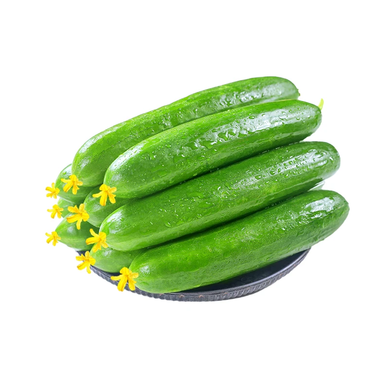 【清脆爽口】新鲜生吃水果小黄瓜2.5斤多汁青瓜旱黄瓜现摘现发蔬菜