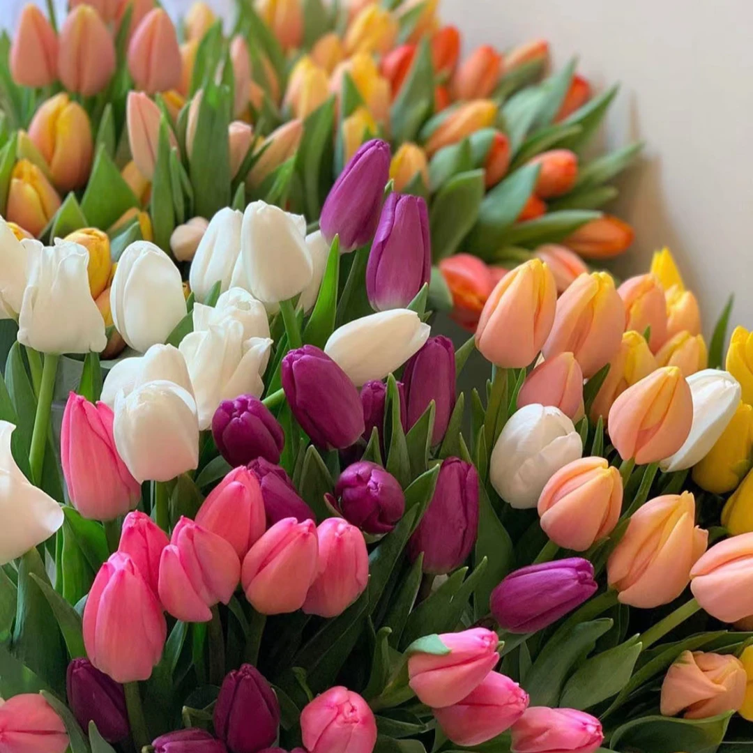 【小阿阮】郁金香 冬季A级鲜花花期长高级轻奢家居装饰 顺丰直发