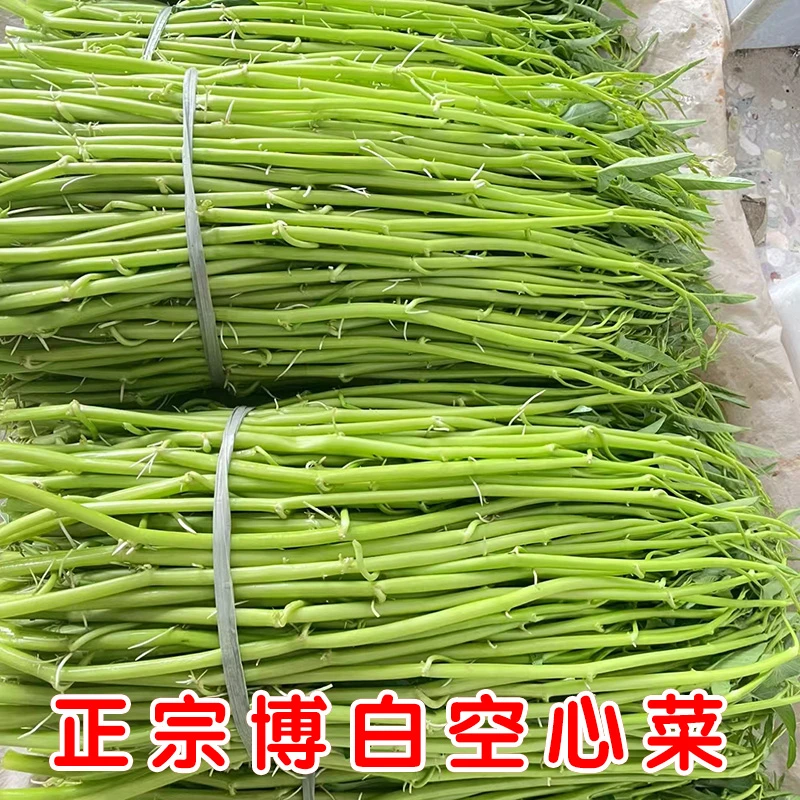 广西博白空心菜新鲜蔬菜脆嫩爽口酒店专用正宗水雍菜通心菜梗批发