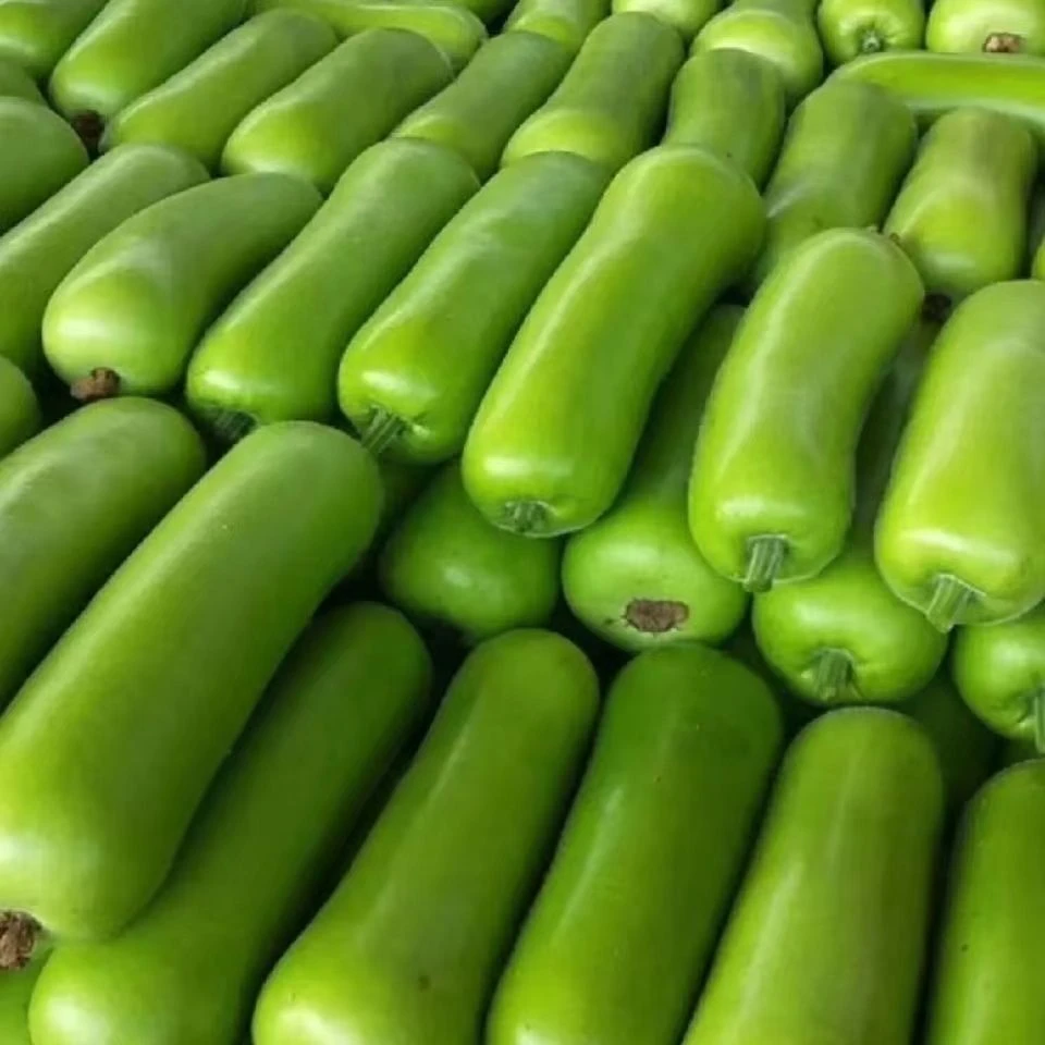 【现摘蒲瓜】广西农家瓠瓜葫芦蒲瓜清甜肉厚时令新鲜蔬菜