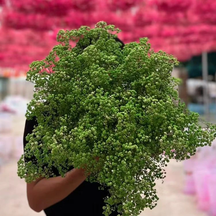 永生绿色满天星超大真花干花高级花束客厅送女朋友工厂直发批发