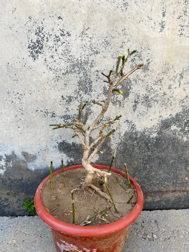 迎春花（甘肃、青海、宁夏、新疆、西藏、内蒙、海南不包邮）