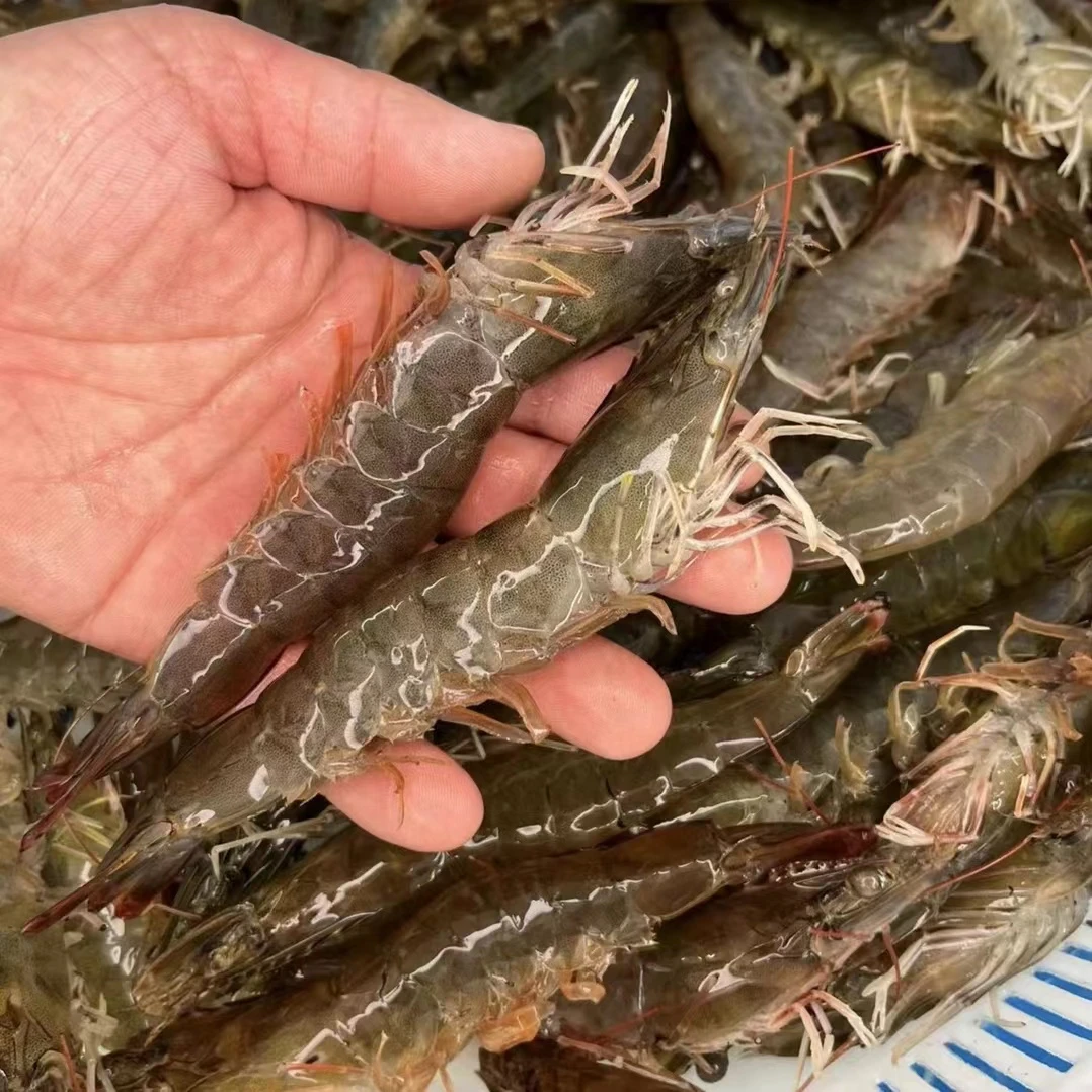 断氧汉沽特大汪子虾