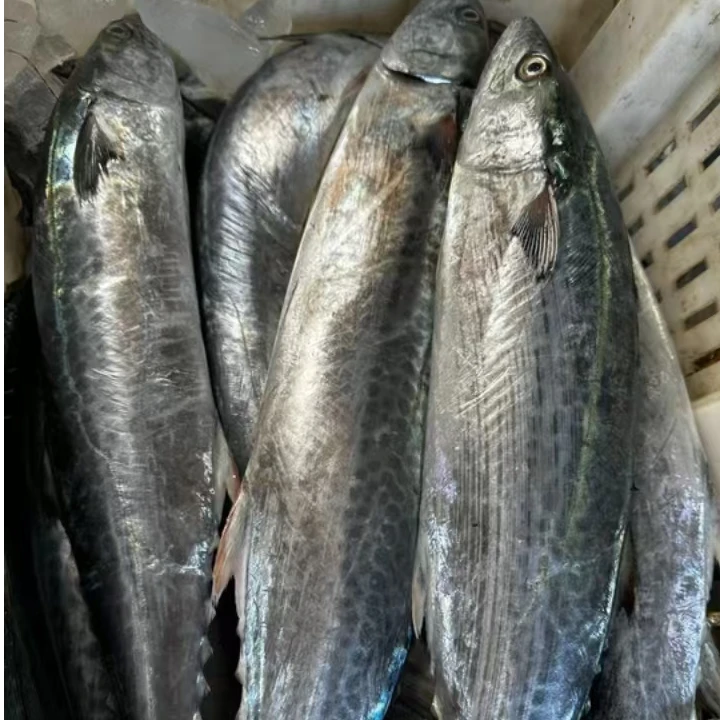 蓝点马鲛 燕尾鲅鱼