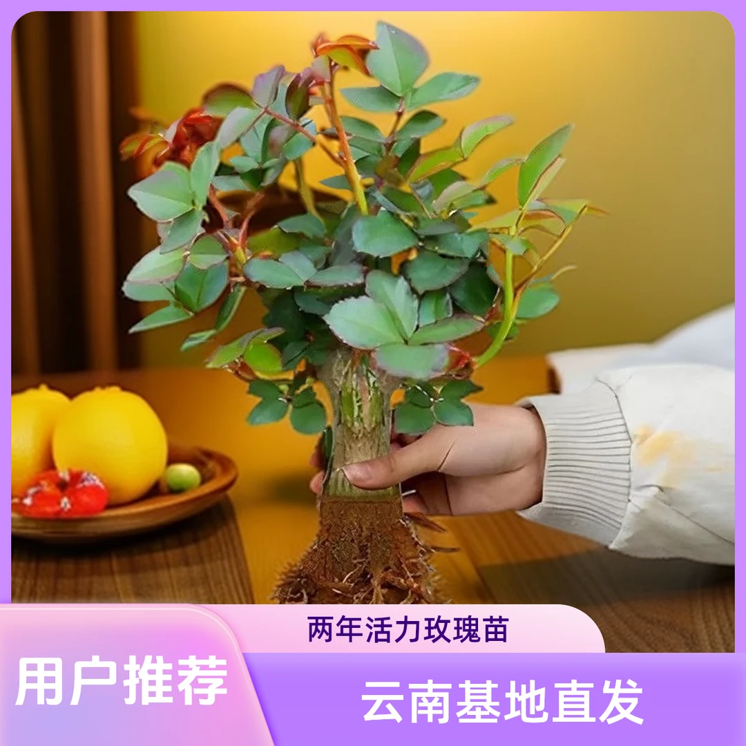 玫瑰壮苗四季可种植物盆栽月季室内外阳台庭院花云南基地现挖现发
