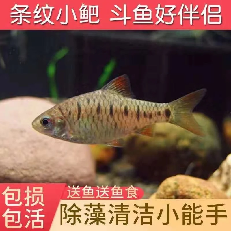 原生态观赏鱼条纹小鲃鱼活体淡水鱼小溪鱼二须鲃群游家养小鱼冷水