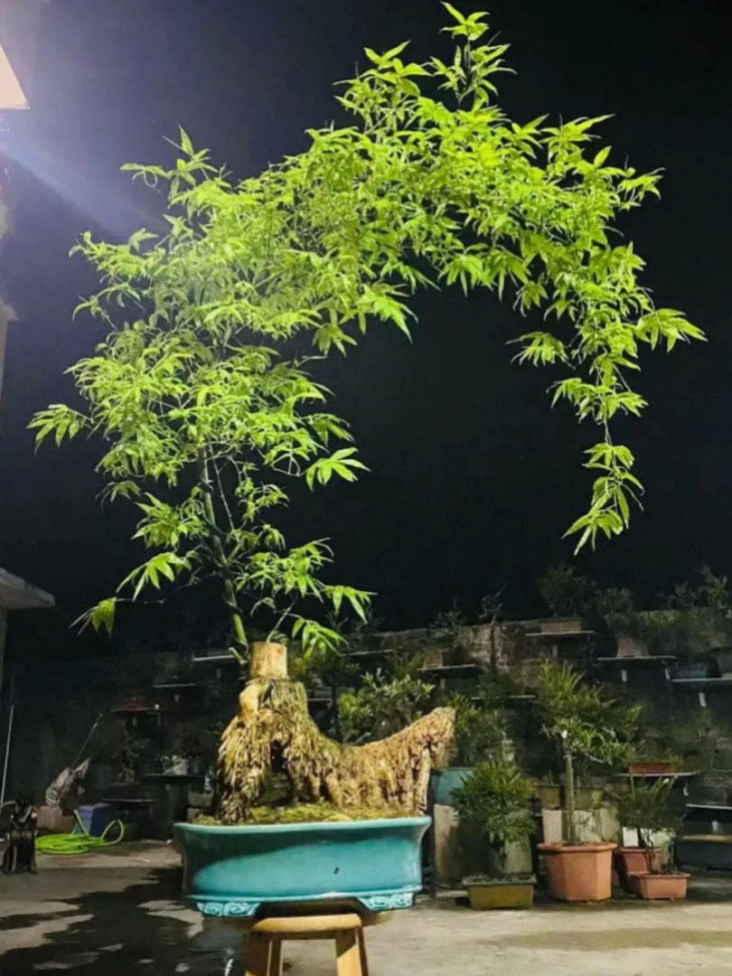 一物一拍【小叶簕竹】生桩绿植盆景素材茶室禅意景观室内外簕竹盆栽