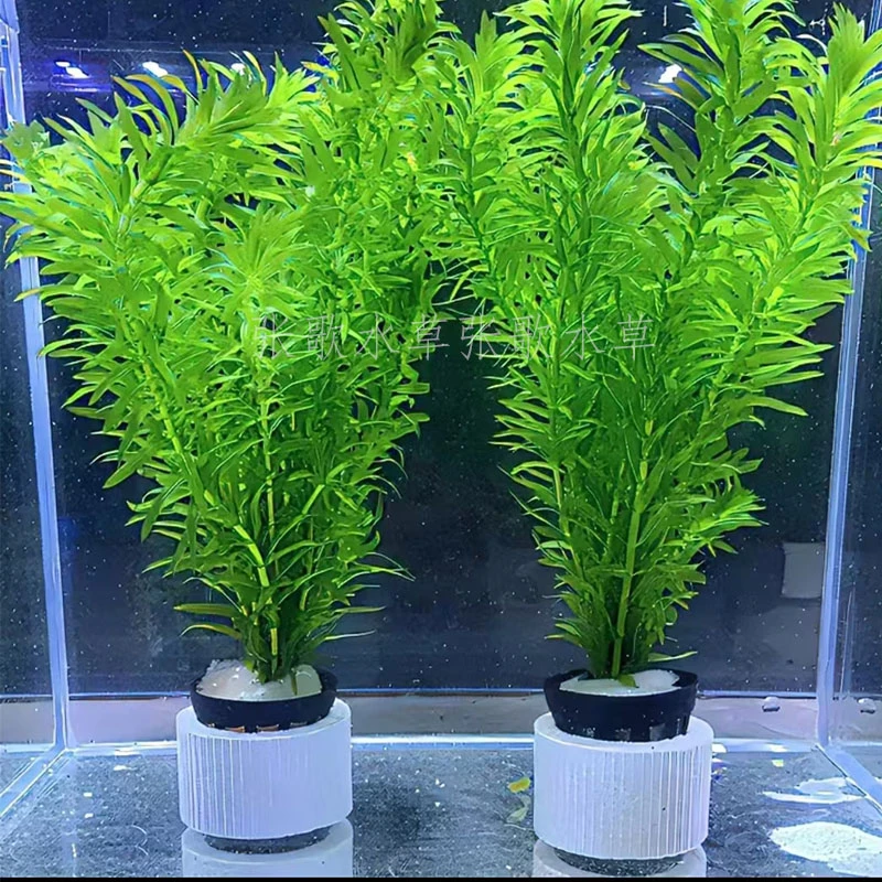 蜈蚣草鱼缸造景水草植物好养活有茎类可以净化水质的水草鱼缸造景
