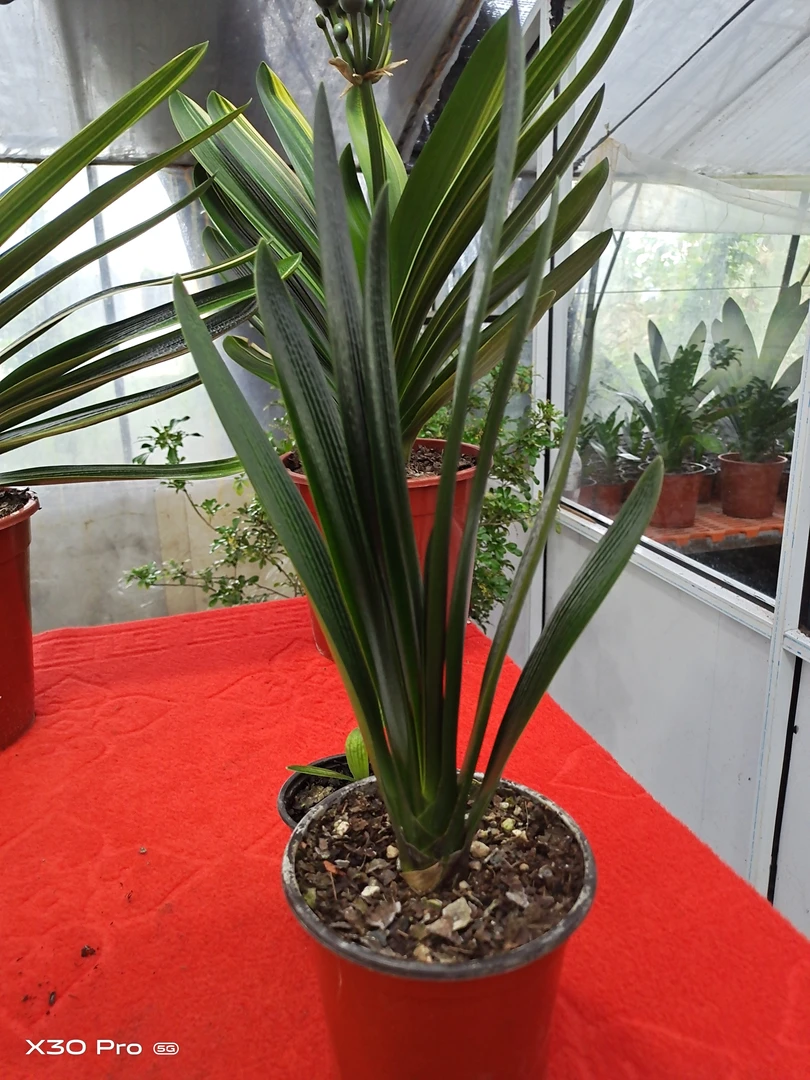 君子兰拍兰15号链接