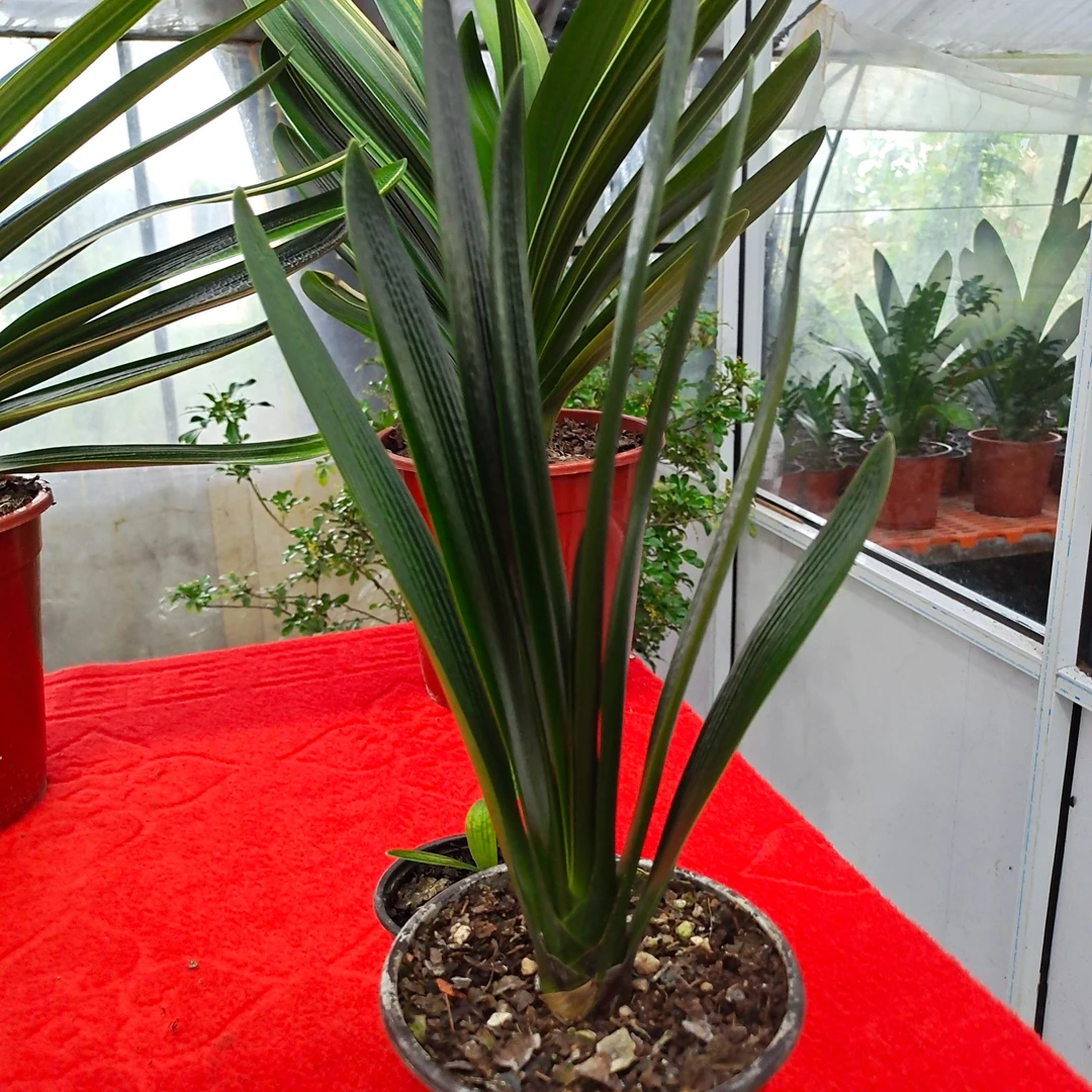 君子兰拍兰6号链接