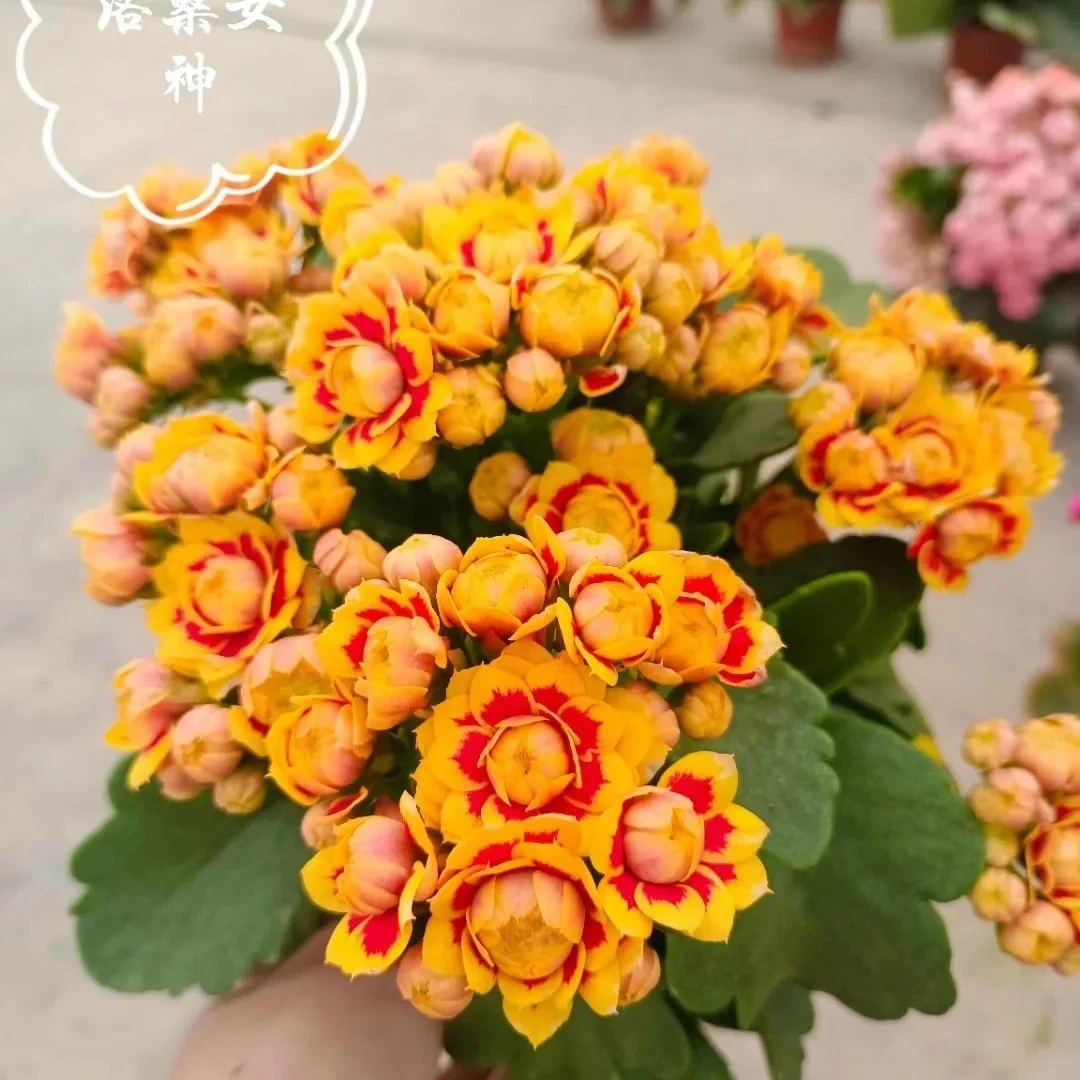 【洛桑女神】110盆一代种苗长寿 稀有大花品种 基地直发