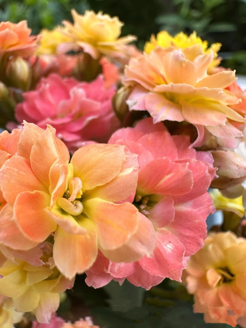 【外星人】130盆一代长寿 稀有大花品种 基地直发