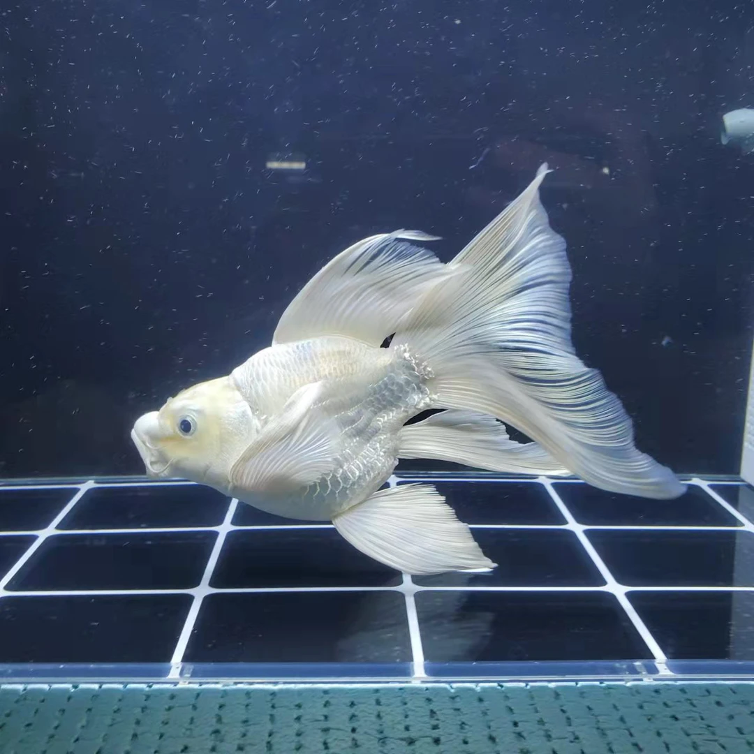 渔阳水族蝴蝶鲤观赏鱼小鱼苗白色球体普身短身鱼苗直播间内专拍