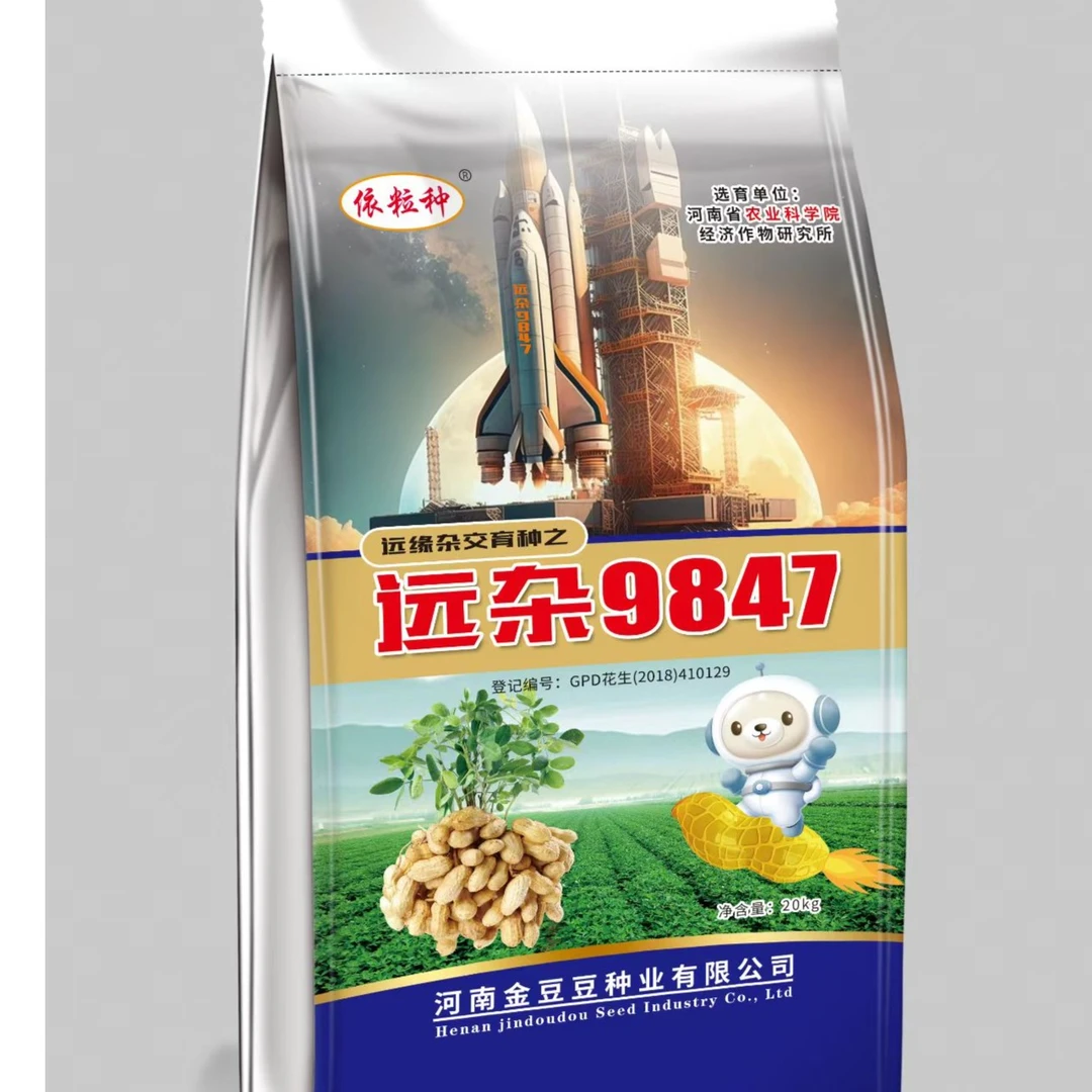 高产抗病远缘杂交花生种子远杂9847中大果型出油多抗青枯抗根腐