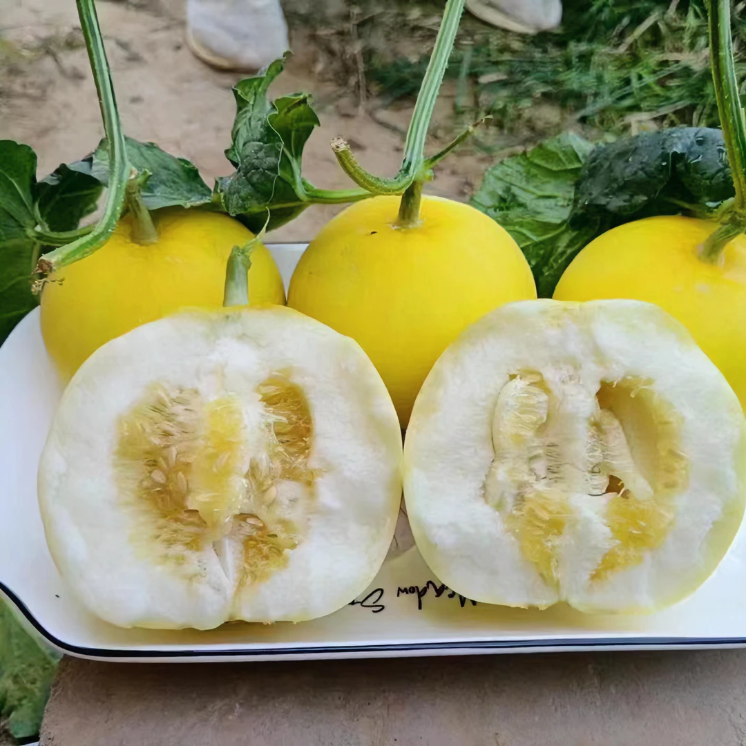 【寿光茂奎专属种植】春蜜一号高产抗病【亩产6000-8000斤】易座果