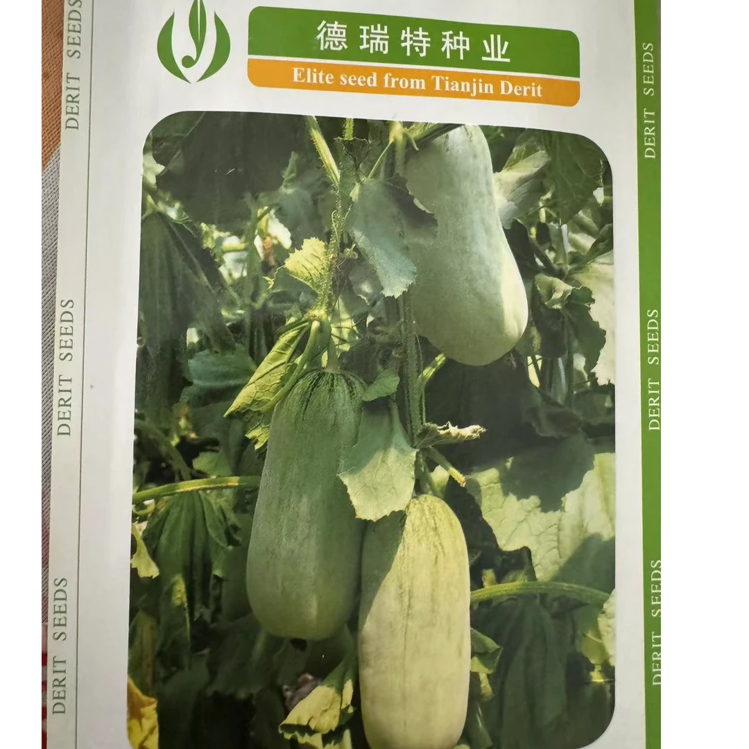 【寿光茂奎专属种植】博洋7301甜瓜