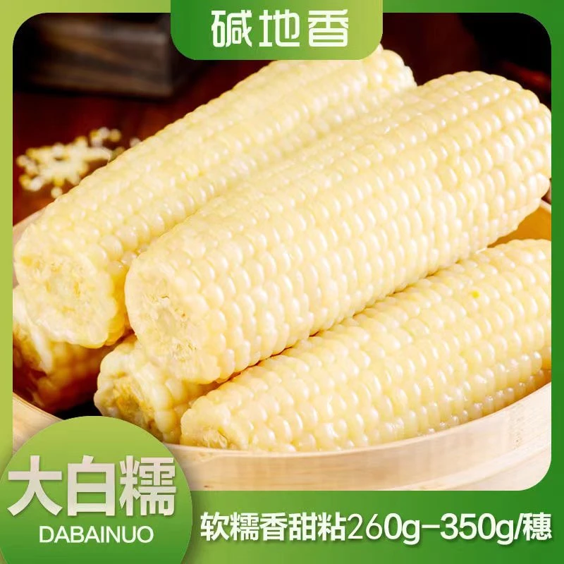 蒙谷苞2024年头茬铝箔大白糯玉米软糯粘甜铝箔包装8+2支6斤以上