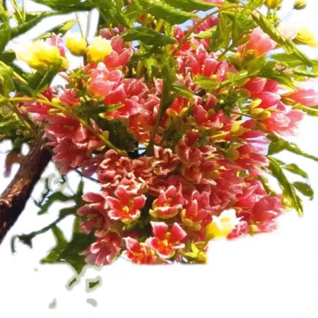 文冠花树苗文玩果苗庭院别墅盆栽地栽南方北方种植耐寒抗旱品种