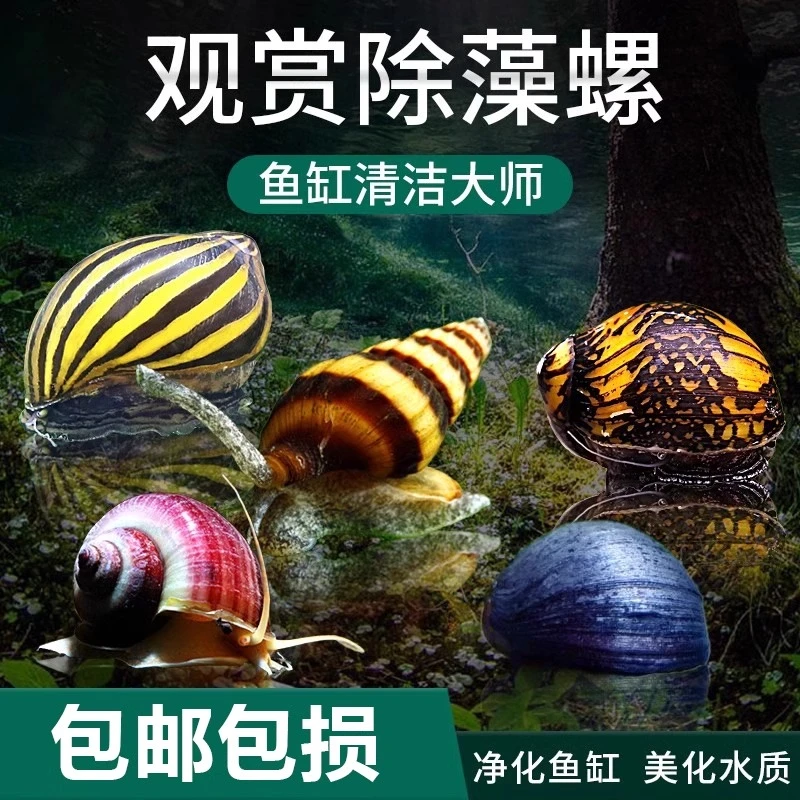 观赏螺淡水除藻工具苹果螺斑马杀手螺宠物活体黄金螺黑金刚螺蜗牛