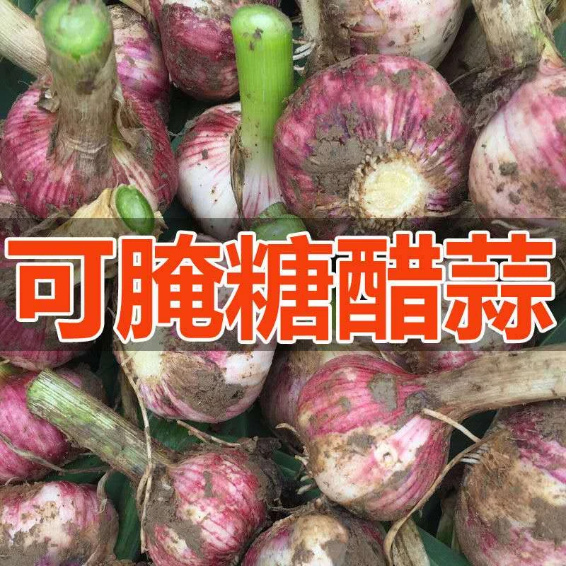 河南大蒜头2025年现挖鲜大蒜带泥发货紫白皮新湿蒜腌制糖蒜醋泡蒜