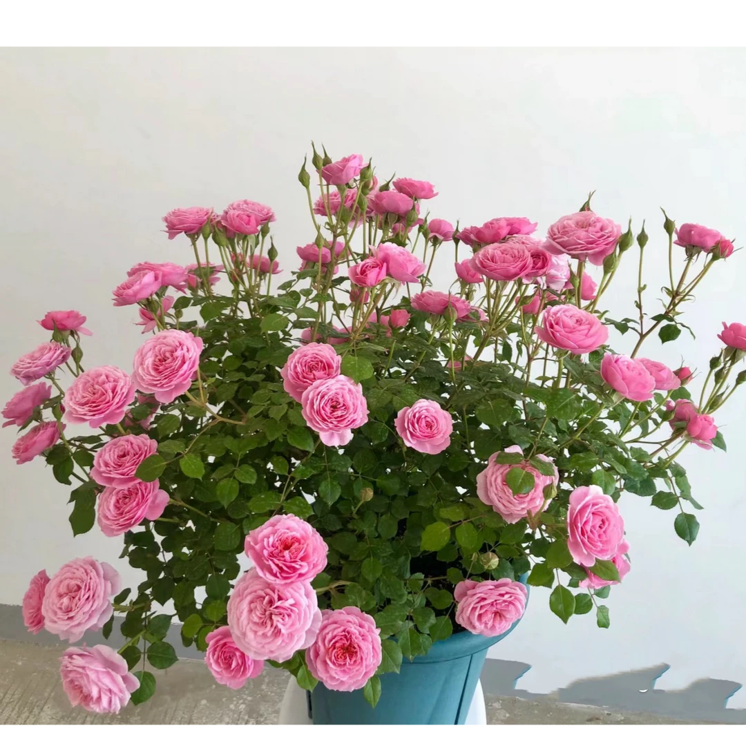【玲之妖精】180盆月季多颗扦插花卉带盆带花苞发货精品月季盆栽
