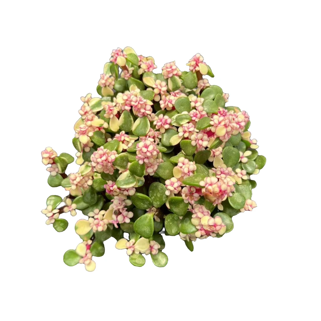 金玉满堂 多肉 2单包邮