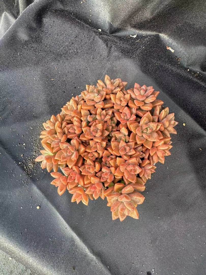 姬胧月 多肉 2单包邮