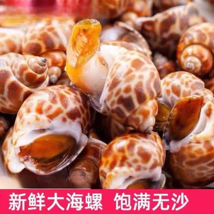 新鲜大花螺鲜活冷冻 新鲜东风螺海螺海猪螺海鲜水产批发