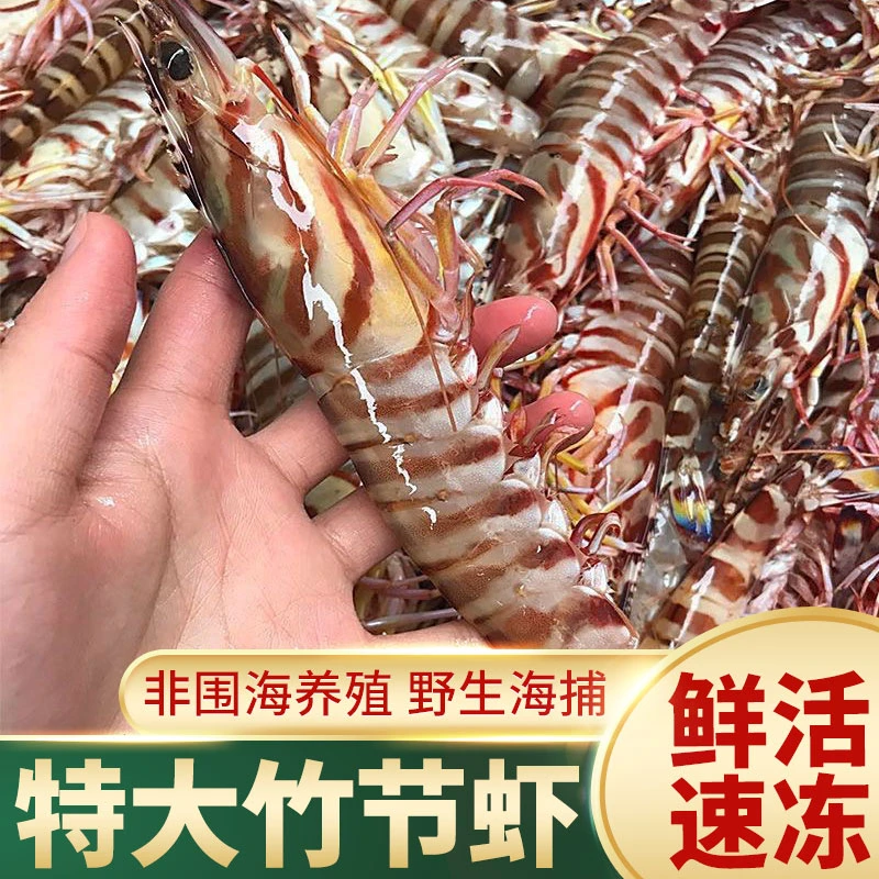 九节虾鲜活速冻大号竹节虾大海虾新鲜海捕鲜活速冻大海虾