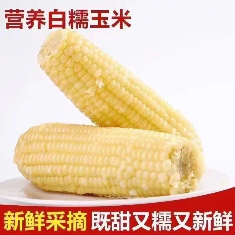 2024头茬 996品种 东北白糯玉米 240g*10根