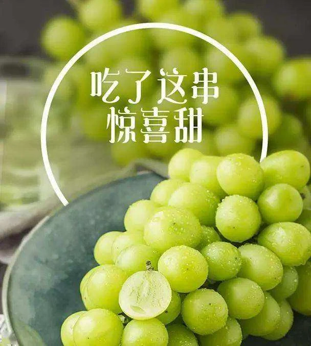 【阳光玫瑰】阳光玫瑰葡萄青提香甜新鲜水果