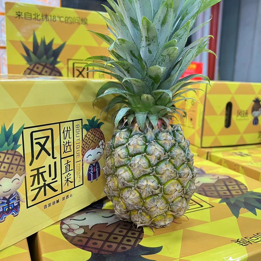 【凤梨礼盒】海南凤梨/菠萝香甜水果新鲜水果