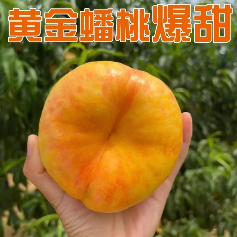 【油蟠桃】彩虹蟠桃黄金蟠桃油桃蟠桃新鲜水果桃子顺丰包邮