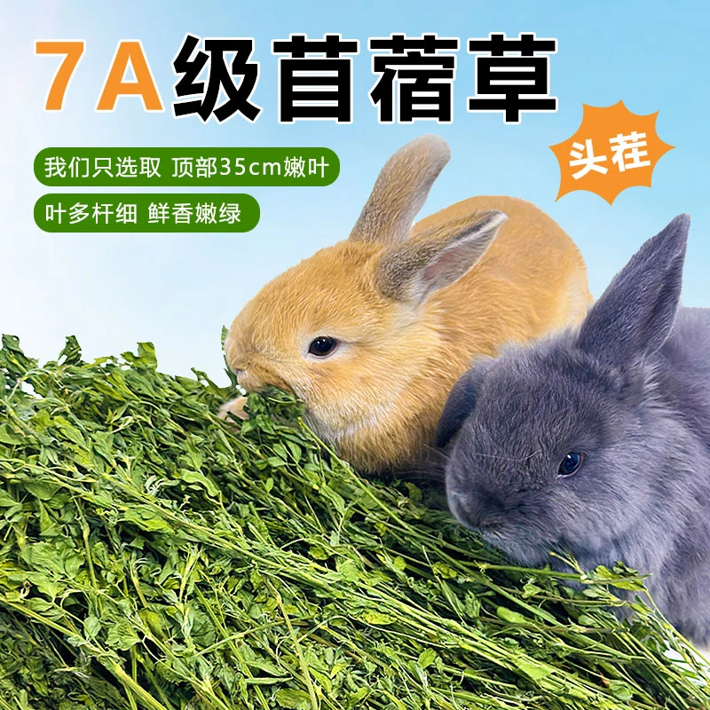 苜蓿草紫花烘干苜蓿草叶子新鲜粮草龙猫荷兰猪幼兔叶子新鲜食用草