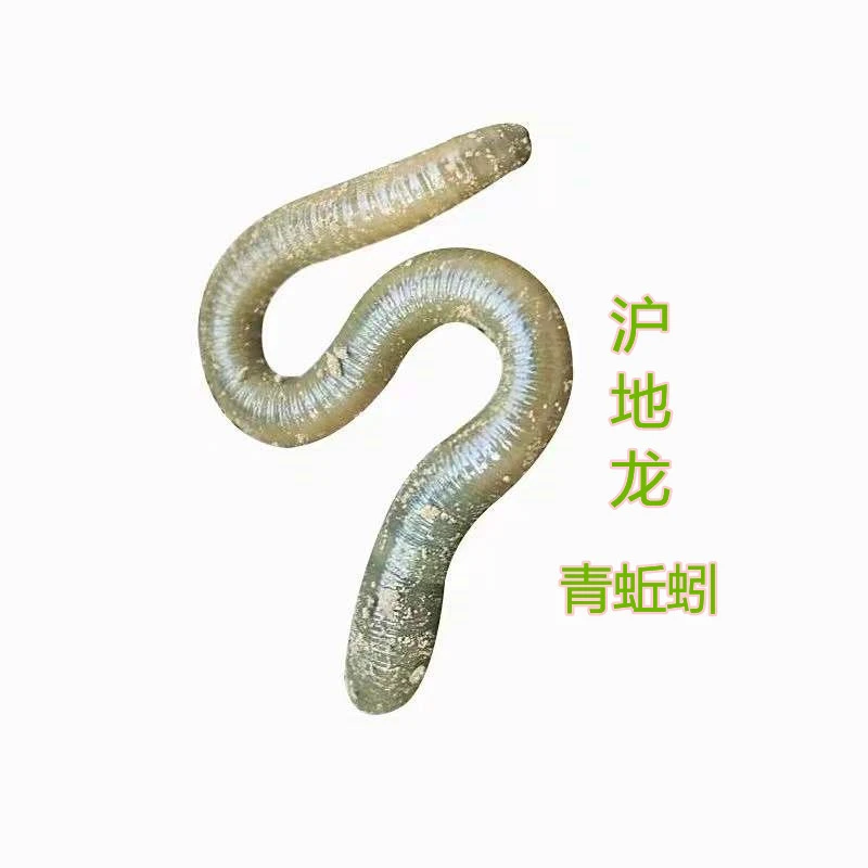 鲜活青蚯蚓臭蚯蚓大号蚯蚓鱼饵沪地龙钓黄鳝老鳖青鱼工厂直销优惠