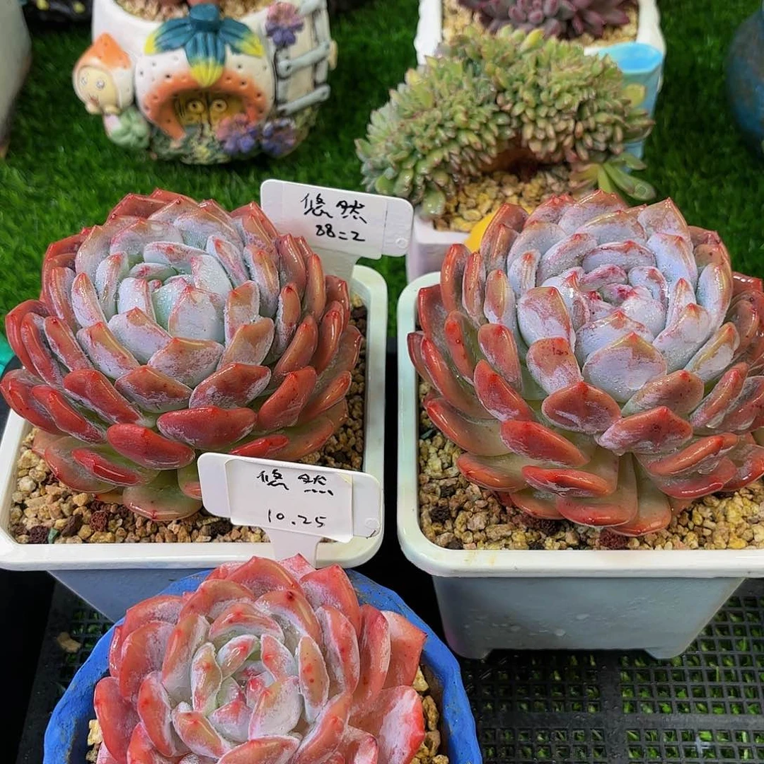 悠*?Hcxvgvggchhhgvvvv