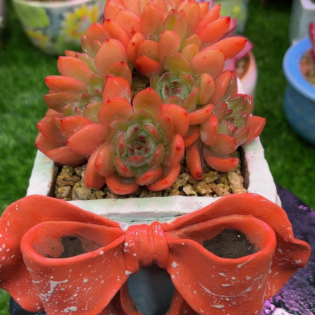 Hvvjbcjjgcvhhgcchkhvbbh